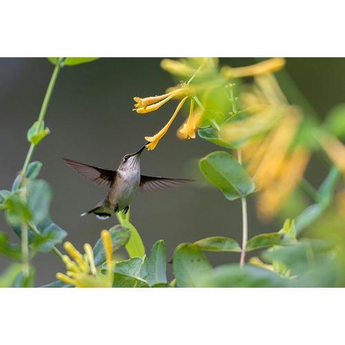 Day, Richard and Susan 아티스트의 Ruby-throated Hummingbird-Archilochus colubris-at honeysuckle-Lonicera sempervirens f-sulphurea Joh작품입니다.